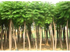 20公分速生柳-8公分火炬-21公分国槐-6公分香花槐