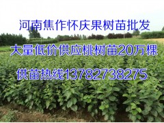 开封桃树苗-尉氏梨树苗-兰考花椒苗-通许果树苗-杞县核桃苗