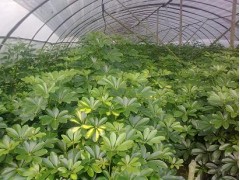 供应鸭脚木 成都鸭脚木 鹅掌柴苗木批发 成都千蜀园林灌木批发