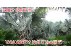 江西霸王棕,广东霸王棕,湖南霸王棕,福清霸王棕,南安霸王棕