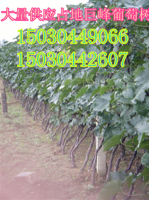 供应占地葡萄树、葡萄苗