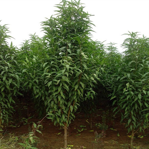 供应四公分龙柱碧桃苗价格,大量龙柱碧桃苗批发