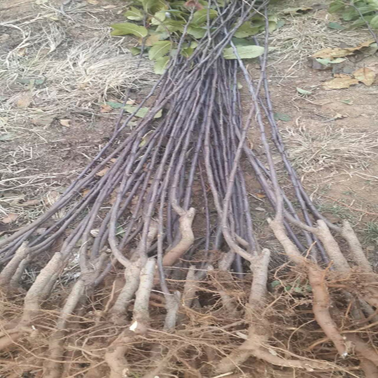 供应高原之火海棠苗价格,山东高原之火海棠小苗商家
