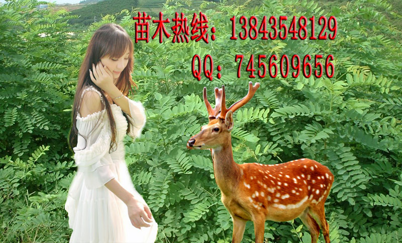 供应大叶速生槐苗