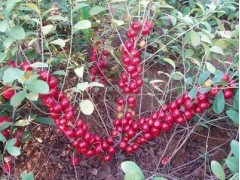 供应钙果苗 钙果苗基地 钙果苗批发