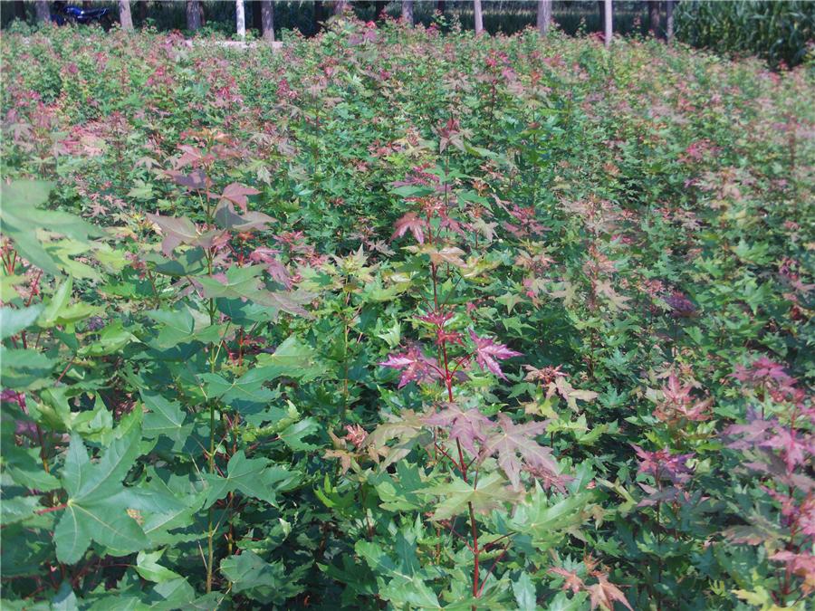 供应五角枫小苗