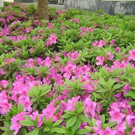 供应十堰红花继木