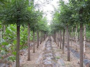 供应国槐白蜡海棠牡丹石榴红榉法桐