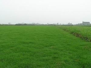 低价供应马尼拉草,天堂百慕大15961543375