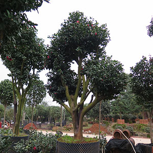 茶花树 油茶树嫁接茶花全国服务中心