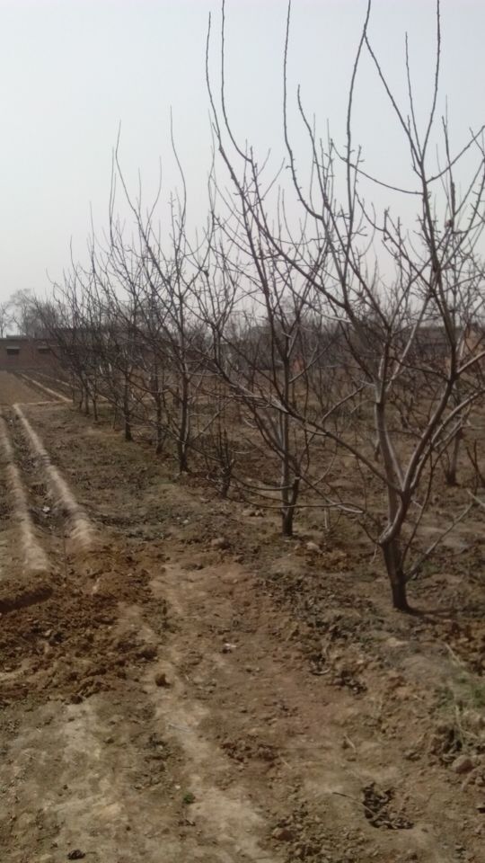 供应核桃苗,核桃树