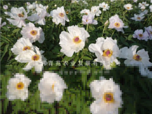 油牡丹大苗 油牡丹大苗生产商 油牡丹大苗供应商 青苑农业供