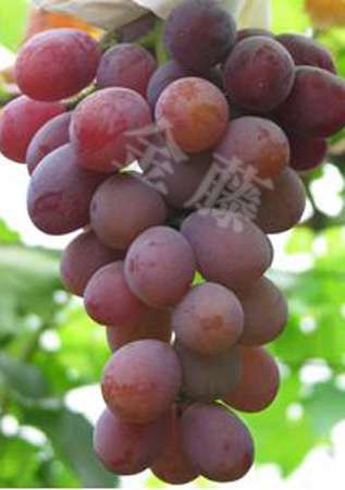 供应葡萄苗;美人指/旋风/超藤/皇家秋天葡萄