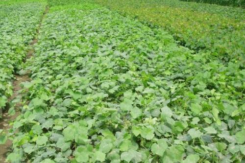 供应1年药用连翘苗,2年药用连翘苗,1年药用连翘苗