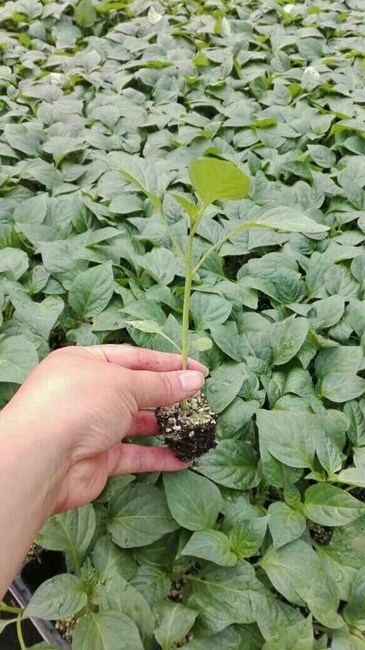 汝阳代育辣椒苗 羊角椒苗厂家 1317311179