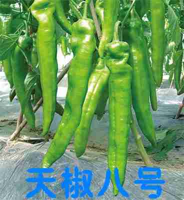 洛宁辣椒苗 寿光辣椒尖椒育苗厂