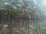 供应广玉兰~南京广玉兰三公分价格