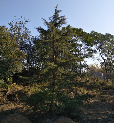 提供雪松山东雪松价格山东五米雪松价格