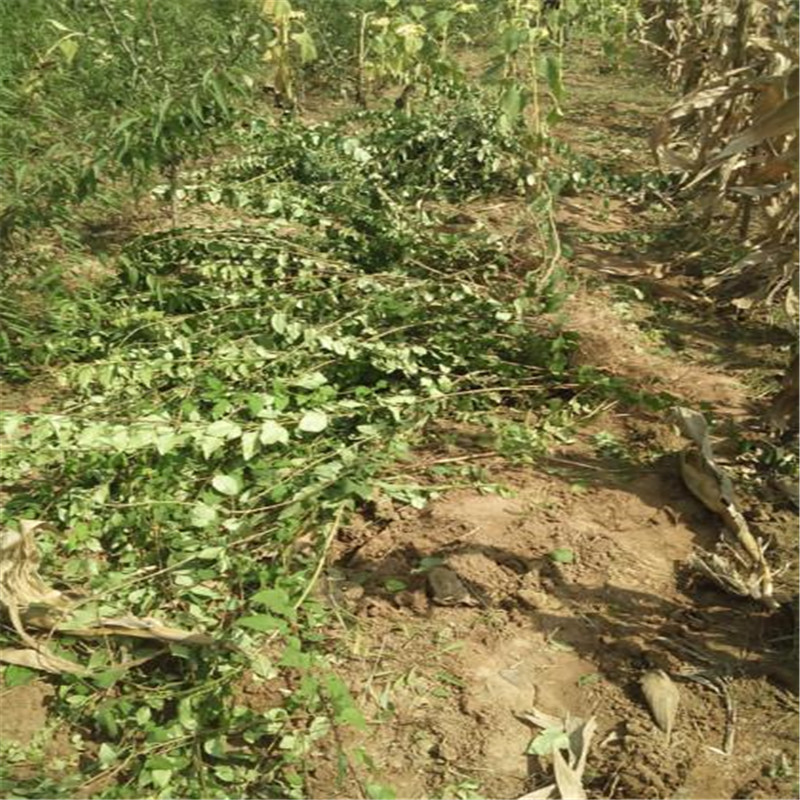 供应连翘苗 连翘苗采购 连翘苗批发