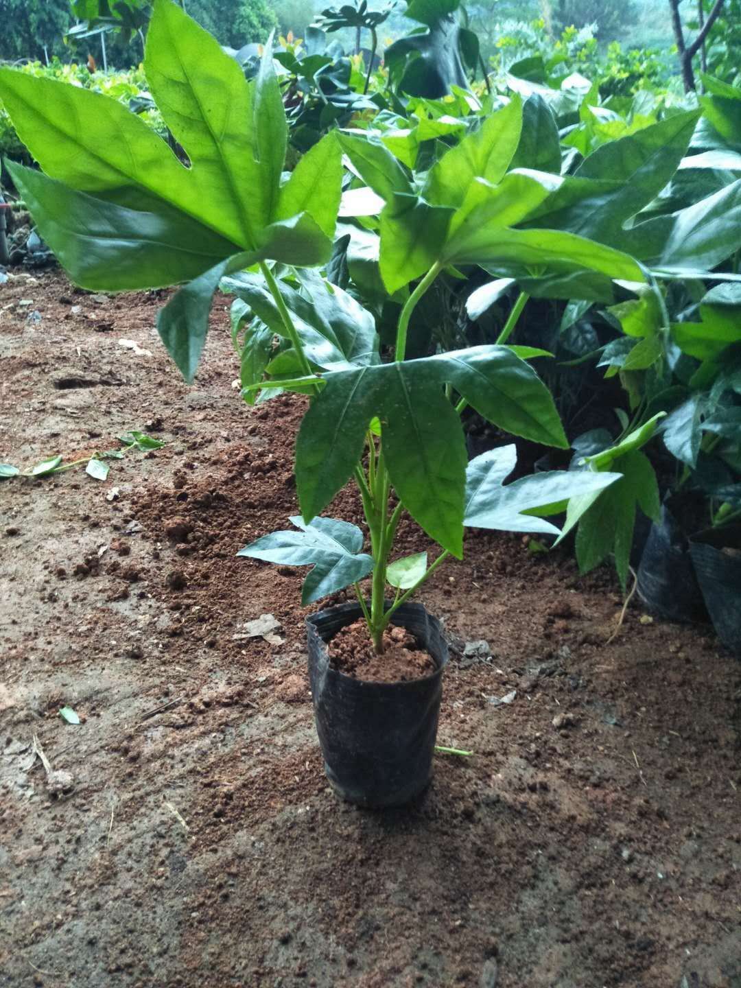 供应福建八角金盘八角金盘品种多样