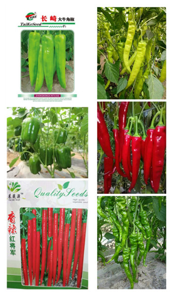 韶关辣椒羊角椒苗 出售长尖椒种苗