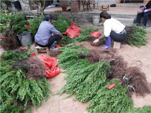 台湾真柏裸根苗30-40公分 台湾真柏苗基地 台湾真柏苗供应 志东供