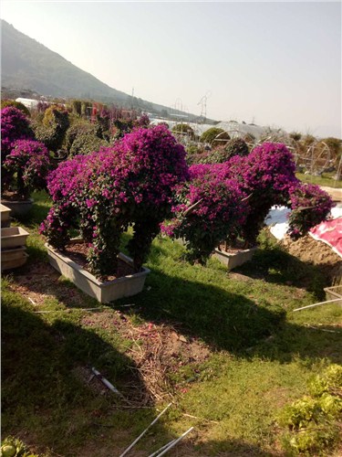 福建多色三角梅 福建彩色三角梅供应商 福建造型三角梅批发 剑冰供