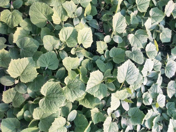 滁州嫁接黄瓜苗 黄瓜苗批发基地