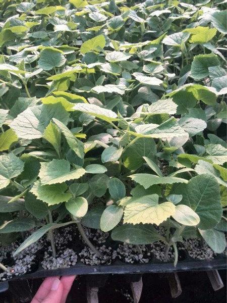 大连黄瓜苗(代育)秋延耐热黄瓜苗