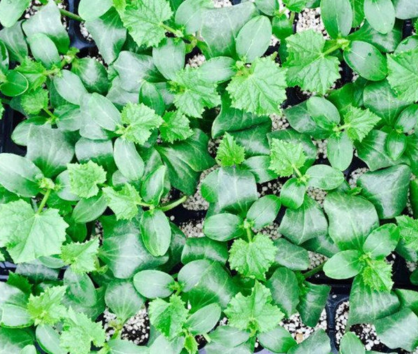 莱芜黄瓜苗 秋延黄瓜苗厂家