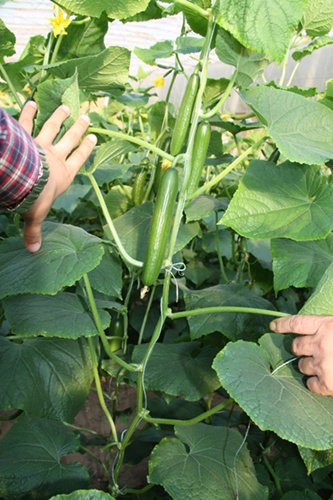 青岛黄瓜苗(批发)嫁接黄瓜苗基地