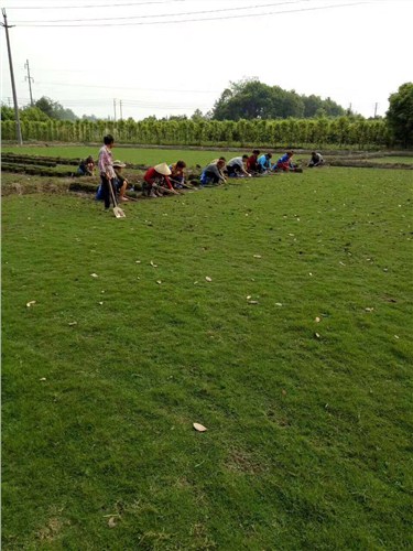 涪陵区足球场草坪直销|涪陵区足球场草坪厂家|涪陵区足球场草坪供应|劲鹰供