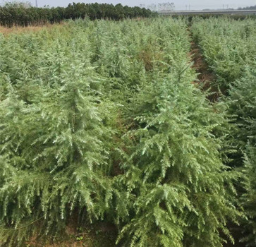 供应雪松/南京雪松/南京雪松价格/南京籽播雪松价格