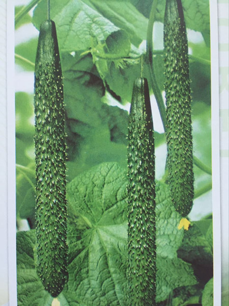 佳木斯黄瓜苗 嫁接黄瓜苗 强磁黄瓜种苗厂