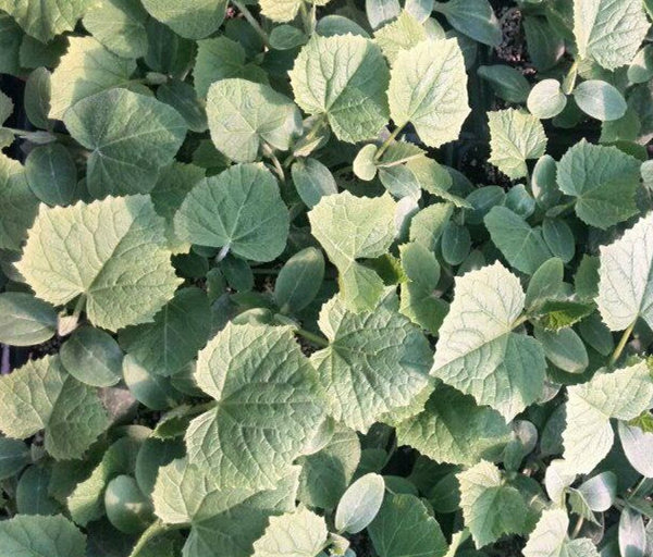 牡丹江黄瓜嫁接苗 嫁接蔬菜苗基地批发