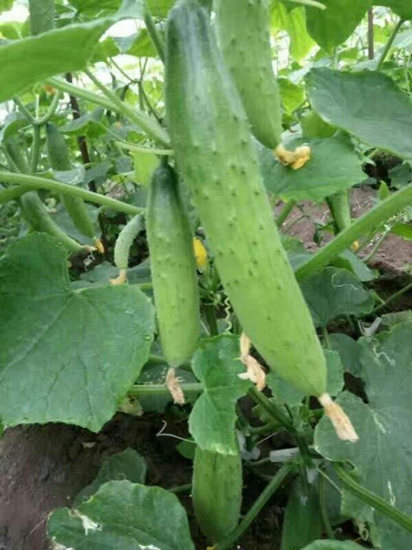 绥化嫁接黄瓜苗厂家 大量耐热黄瓜苗出售