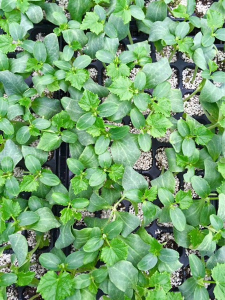 泉州黄瓜苗现苗 嫁接黄瓜苗厂家