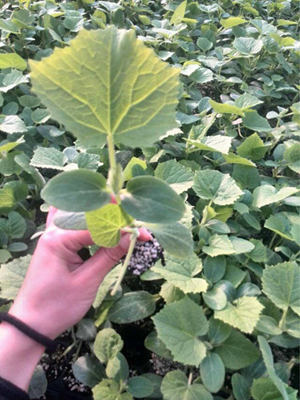 台州嫁接黄瓜苗 黄瓜育苗基地