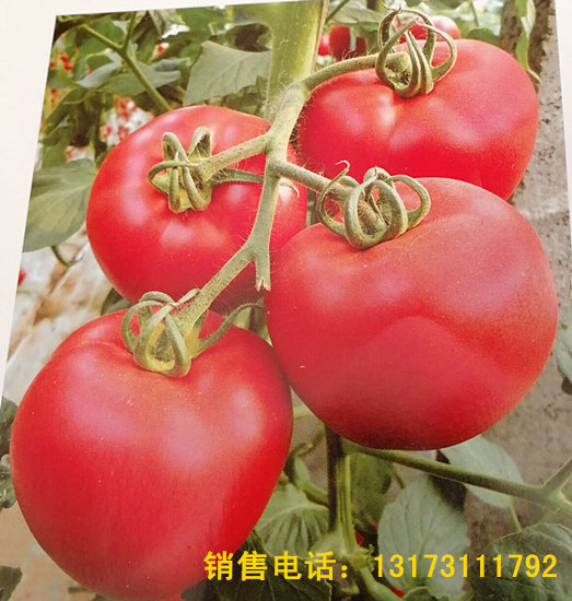 晋城西红柿苗 西红柿种苗基地