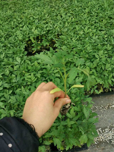 朔州西红柿苗 西红柿种苗基地