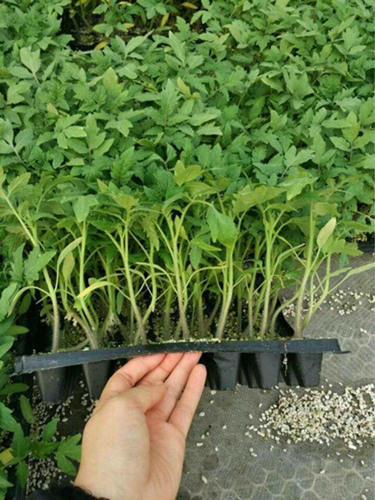 忻州西红柿苗 硬粉西红柿种苗育苗品种