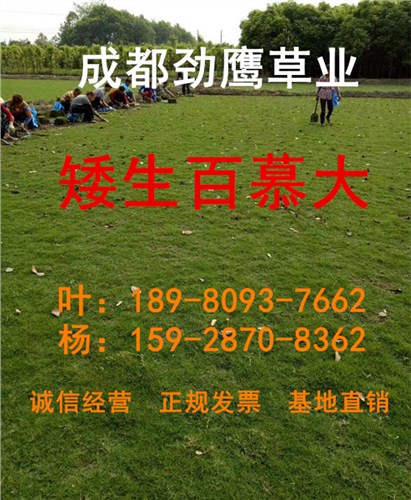 成都台湾二号供应商|成都台湾二号基地|成都优质台湾二号价格|劲鹰供