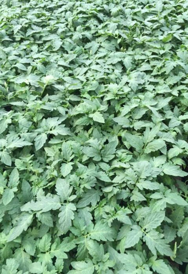 咸阳西红柿苗 硬粉西红柿苗基地