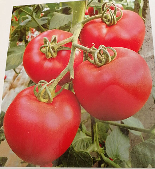 涿鹿硬粉西红柿苗 批发西红柿苗厂家