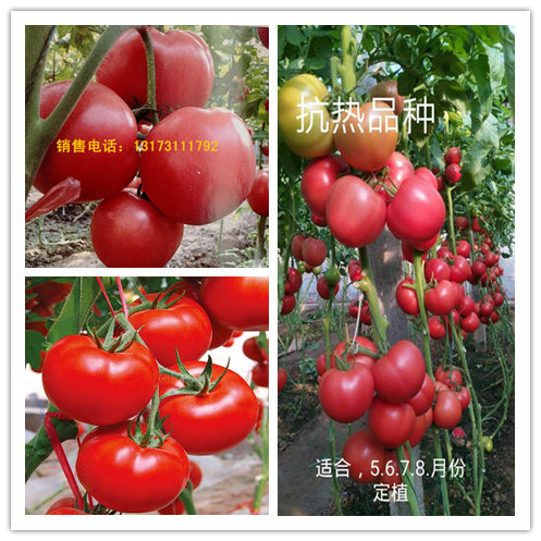 栾川番茄苗 硬粉番茄苗基地