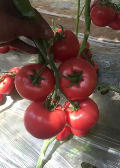 洛宁西红柿苗 硬粉西红柿苗基地