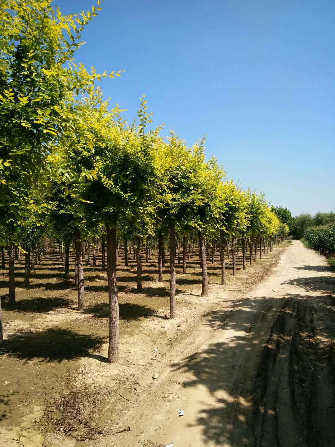 供应金叶榆 垂柳