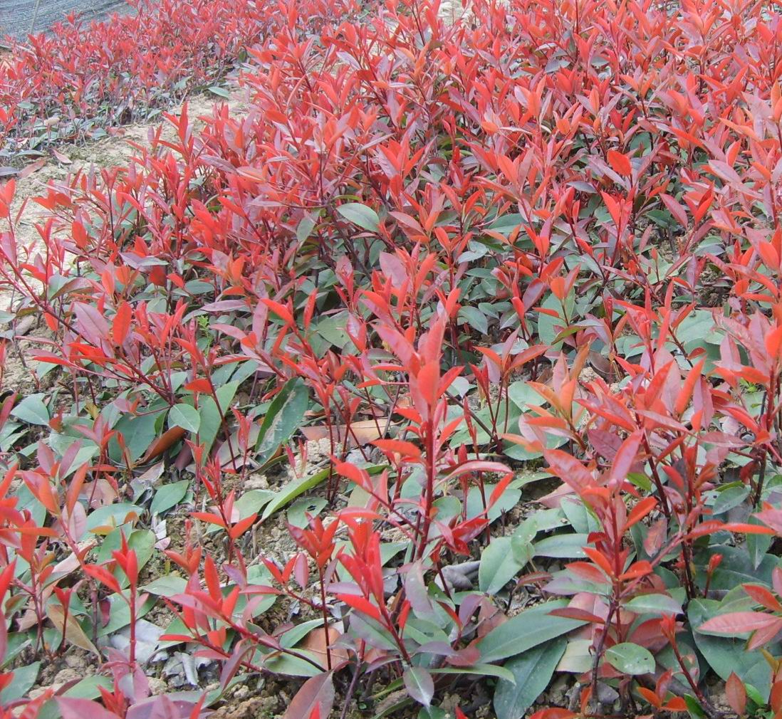 供应成都红叶石楠