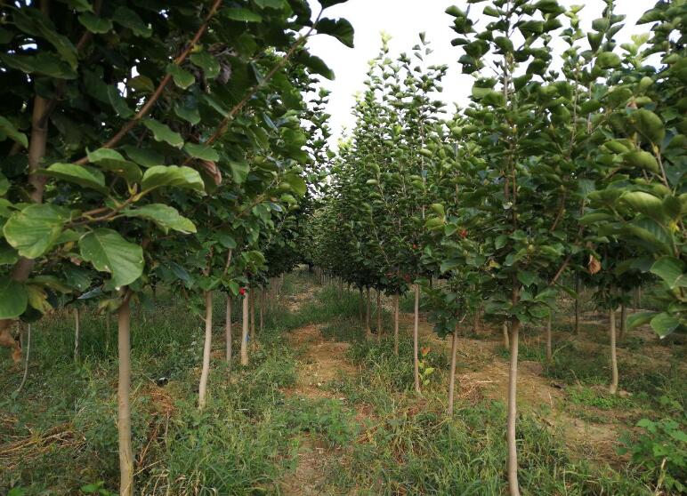 供应成都白玉兰