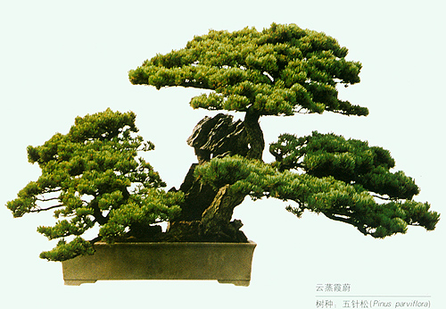 供应深圳中华树桩盆景